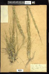 Hesperostipa comata image