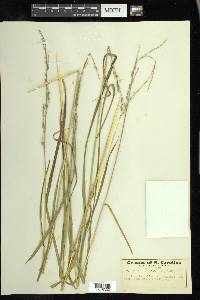 Glyceria melicaria image