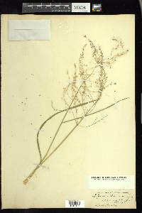 Glyceria canadensis image