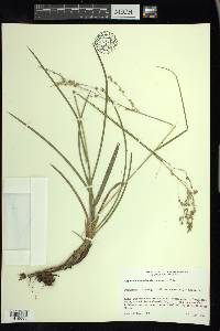 Glyceria canadensis image