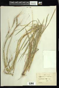 Heteropogon contortus image