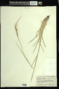 Heteropogon contortus image