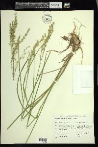 Glyceria canadensis image