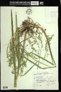 Glyceria canadensis image