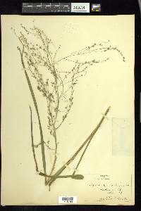 Glyceria canadensis image