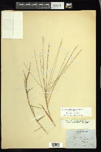 Gymnopogon brevifolius image