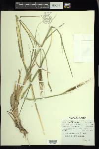 Heteropogon contortus image