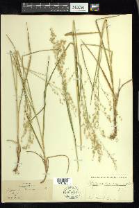 Glyceria canadensis image