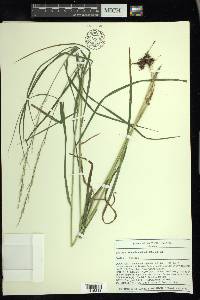 Glyceria melicaria image