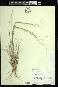 Hesperostipa comata image