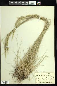 Hesperostipa comata image