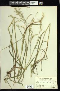 Glyceria canadensis image