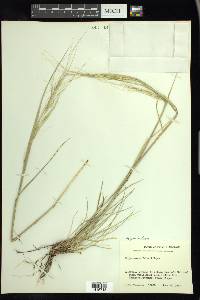 Hesperostipa comata image