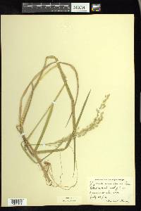 Glyceria canadensis image