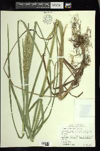 Glyceria obtusa image