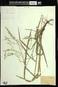 Glyceria canadensis image