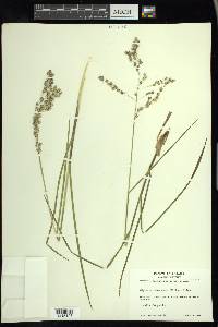 Glyceria canadensis image