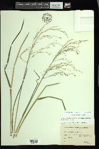 Glyceria canadensis image