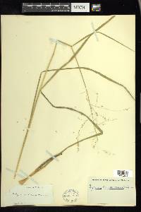 Glyceria canadensis image