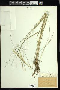 Hesperostipa spartea image