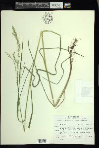 Glyceria canadensis image