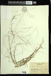 Gymnopogon brevifolius image