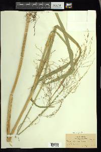 Glyceria grandis image