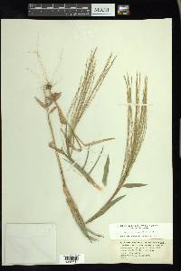 Gymnopogon ambiguus image