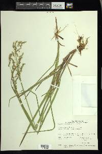 Glyceria canadensis image