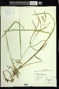 Glyceria canadensis image