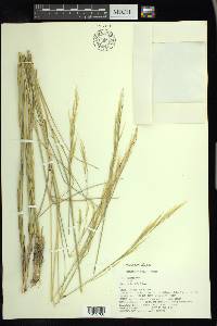 Hesperostipa spartea image