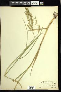 Glyceria canadensis image