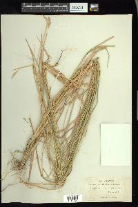 Heteropogon contortus image