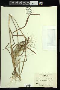 Heteropogon melanocarpus image