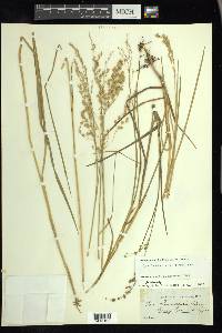 Glyceria canadensis image