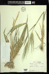 Hordeum vulgare image