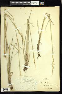 Leucopoa kingii image