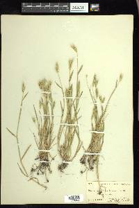 Hordeum pusillum image