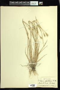 Hordeum pusillum image