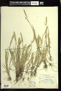 Hordeum pusillum image