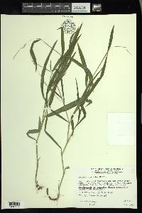 Leersia virginica image