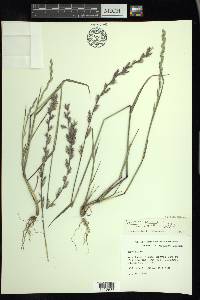 Lolium perenne subsp. multiflorum image