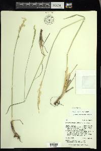 Leucopoa kingii image