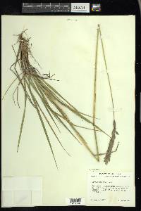 Leymus innovatus image