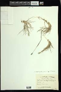 Hordeum brachyantherum image