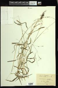 Leersia virginica image