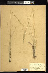 Leucopoa kingii image