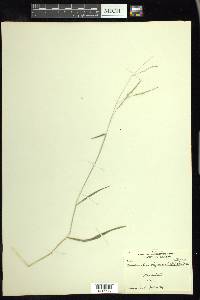 Leersia virginica image