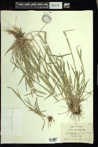 Hordeum pusillum image