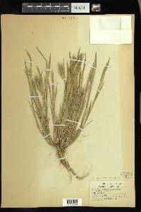 Hordeum geniculatum image